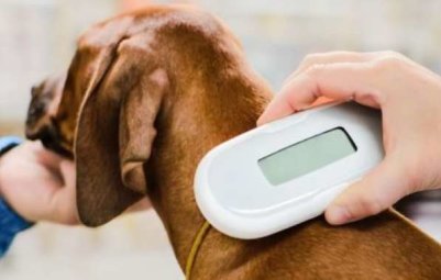 Būtina žinoti – nuo gegužės 1 d. privalomas šunų, kačių ir šeškų ženklinimas