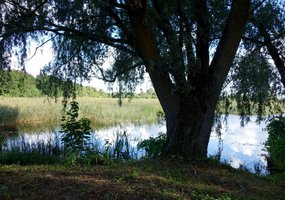 assoc_image