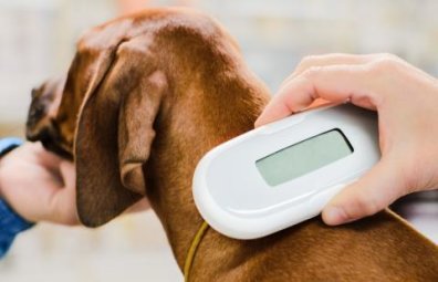 Dėl kačių, šunų ir šeškų privalomo ženklinimo ir registravimo išlaidų kompensavimo