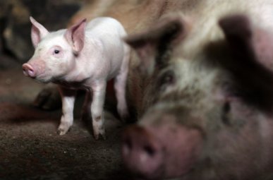 Lietuvoje, po ilgesnės pertraukos, kiaulių ūkuose vėl nustatytas afrikinis kiaulių maras