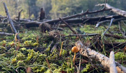Teikiama parama privačių miškų savininkams, norintiems auginti kokybišką, klimato kaitai atsparų...