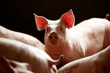 Kreiptasi dėl juntamo nemalonaus gyvūnų (kiaulių) mėšlo ir / ar srutų kvapo