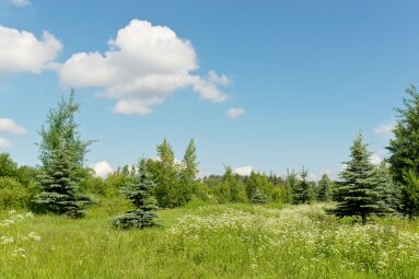 Skiriama parama žemės savininkams medžių savaiminukų išsaugojimui