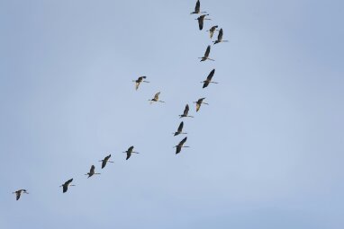 Valstybinės maisto ir veterinarijos tarnybos priminimas dėl paukščių gripo