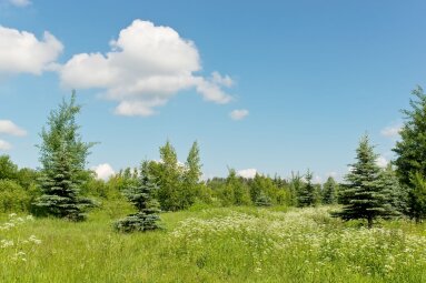Žemės savininkai kviečiami pretenduoti į paramą medžių savaiminukams išsaugoti