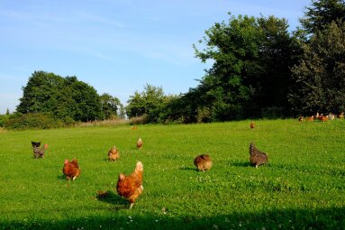 Paukščių gripas ir kitos grėsmę Lietuvos ūkiams keliančios ligos – nuostoliai kompensuojami,...
