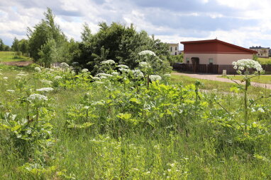 Primename apie būtinybę privačių sklypų savininkams naikinti invazinius augalus bei tvarkyti savo...