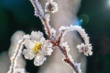 Kviečia kreiptis dėl pasėlių ir augalų draudimo kompensavimo
