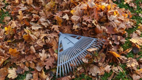 Rudens darbai: nepamirškime tinkamai tvarkyti žaliųjų atliekų